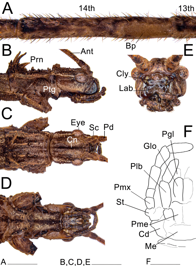 Fig. 20.