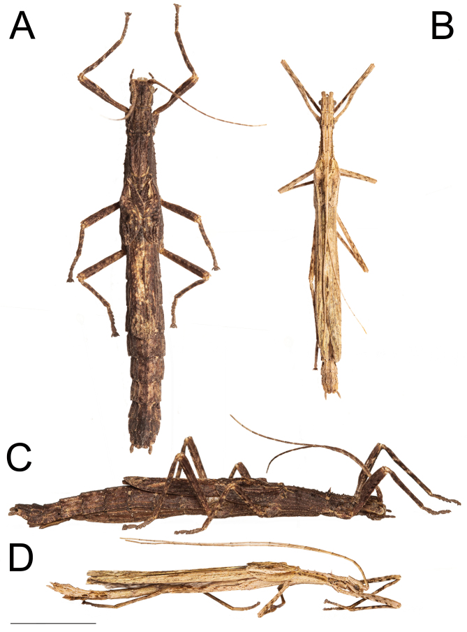 Fig. 7.