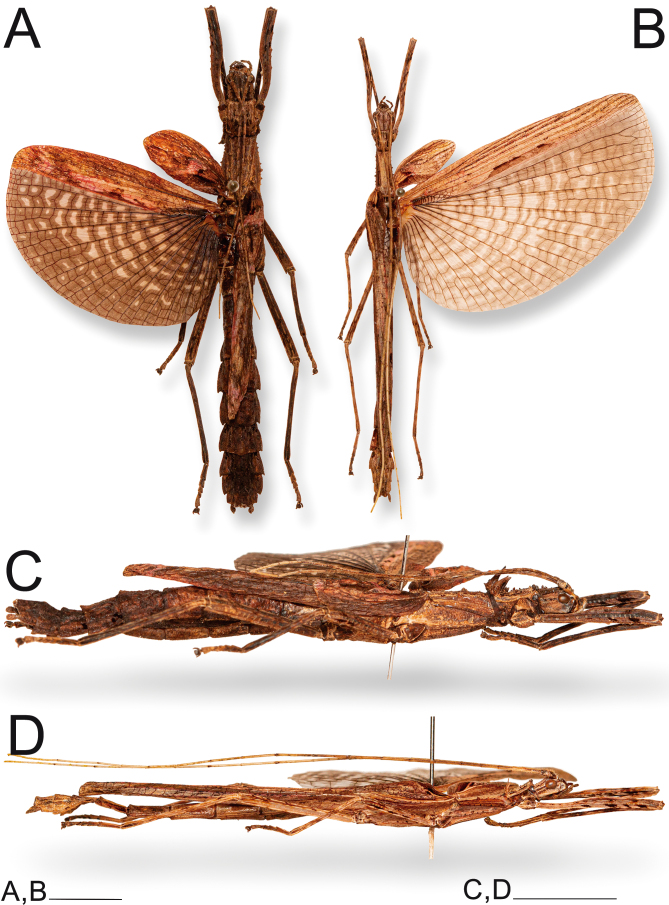 Fig. 16.