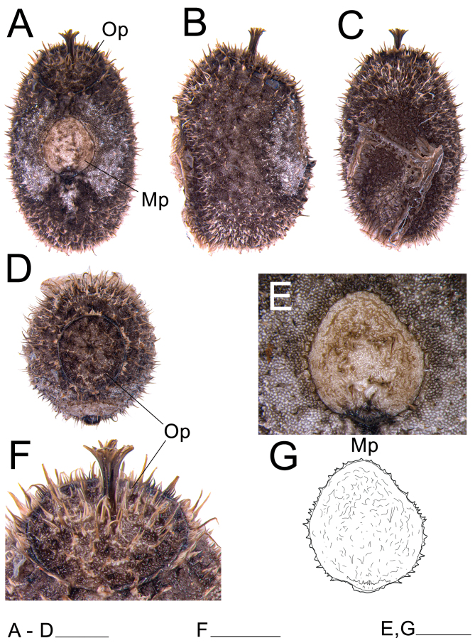 Fig. 25.