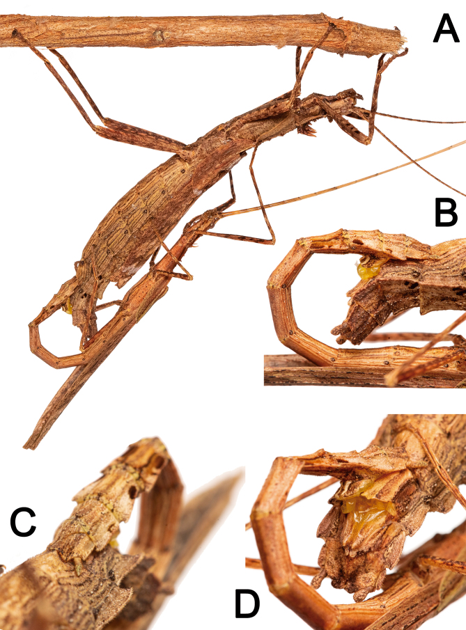 Fig. 45.