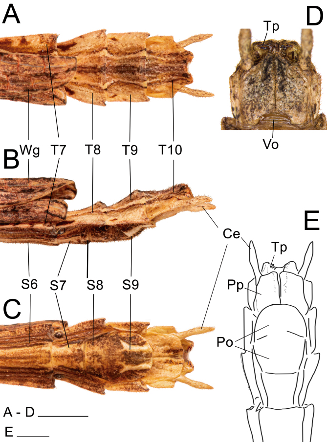 Fig. 31.