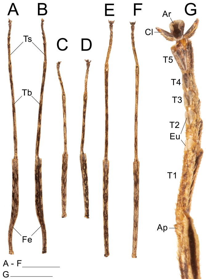 Fig. 30.