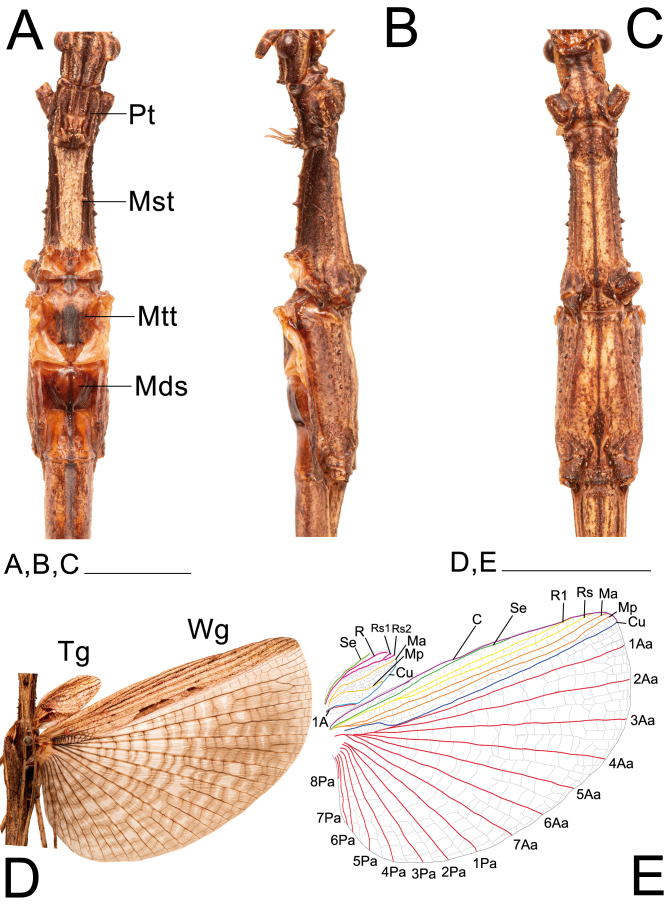 Fig. 29.