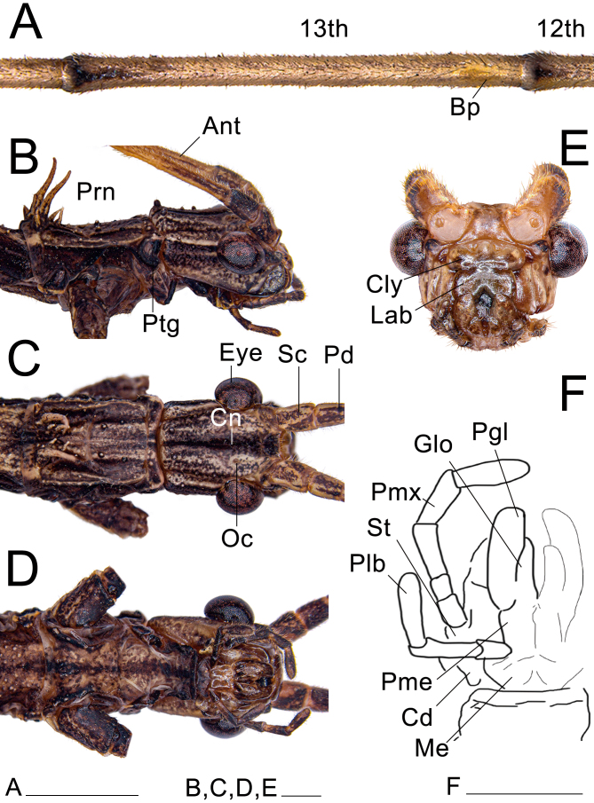 Fig. 27.