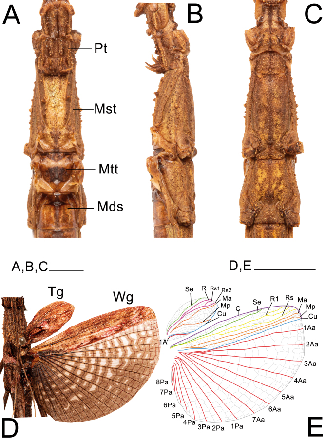 Fig. 21.