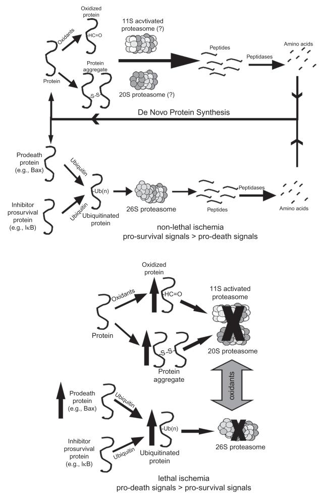 Fig. 10