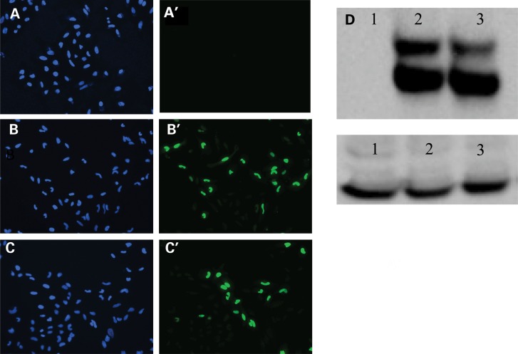 Figure 4.