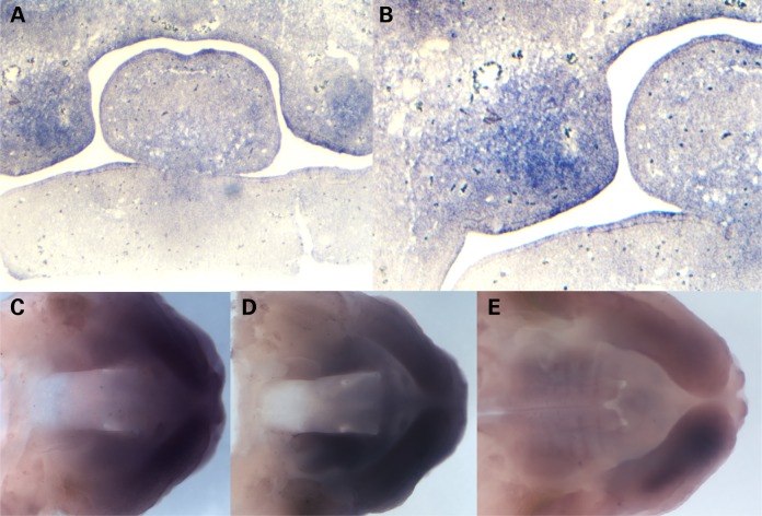 Figure 2.