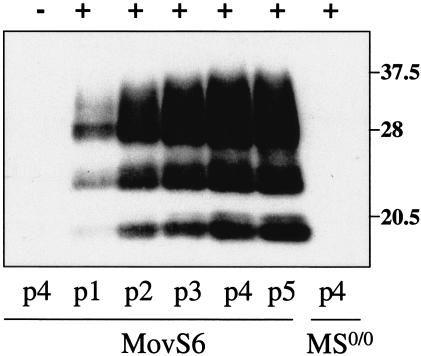 FIG. 3.