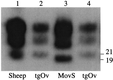 FIG. 5.