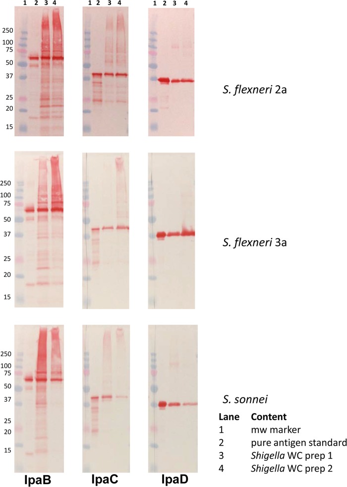 FIG 2