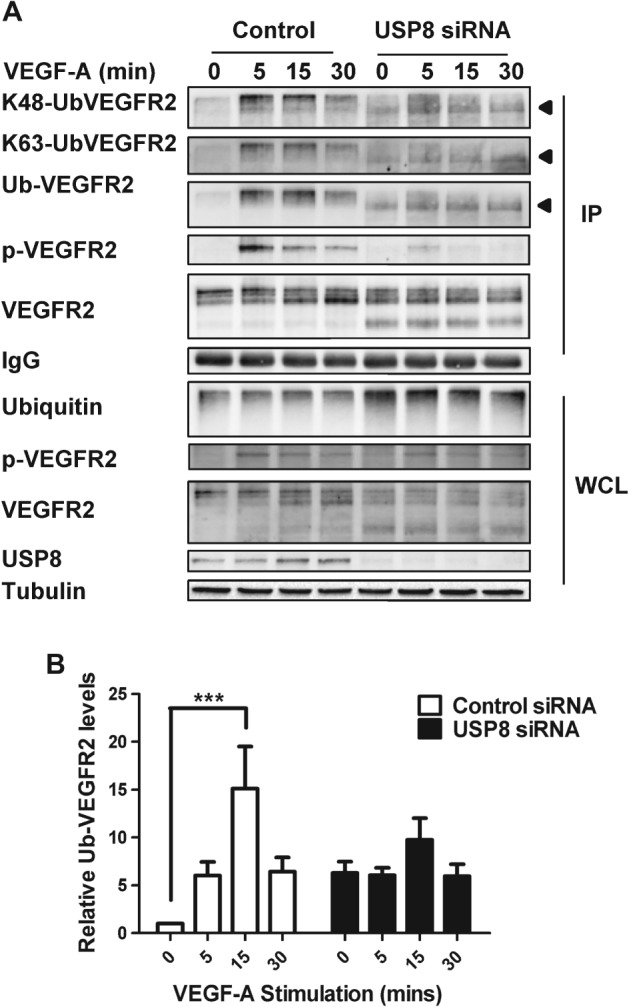 TRA-12341-FIG-0003-b