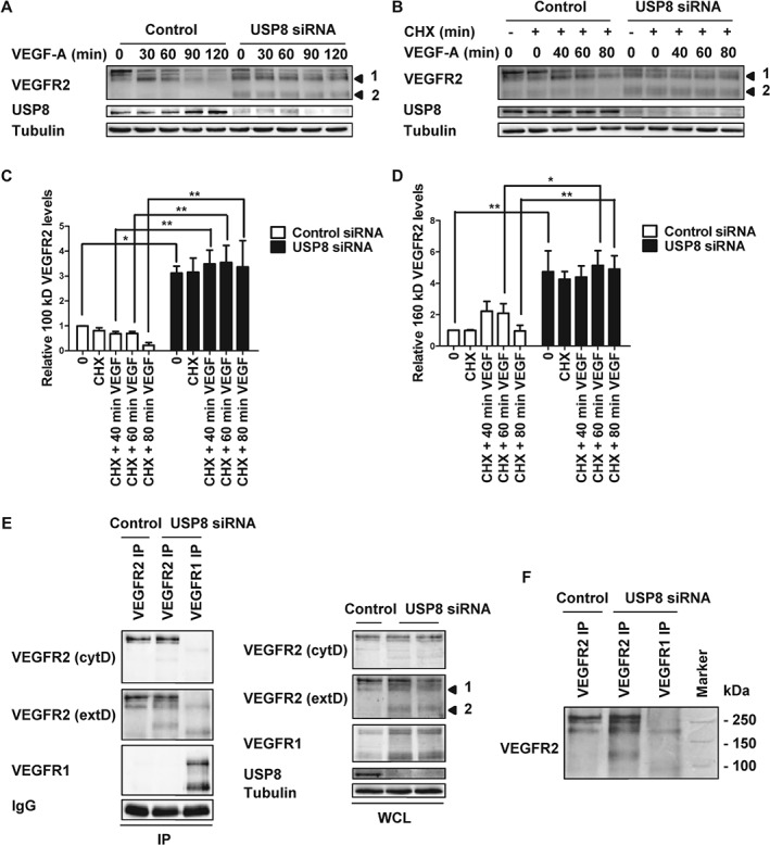 TRA-12341-FIG-0002-b