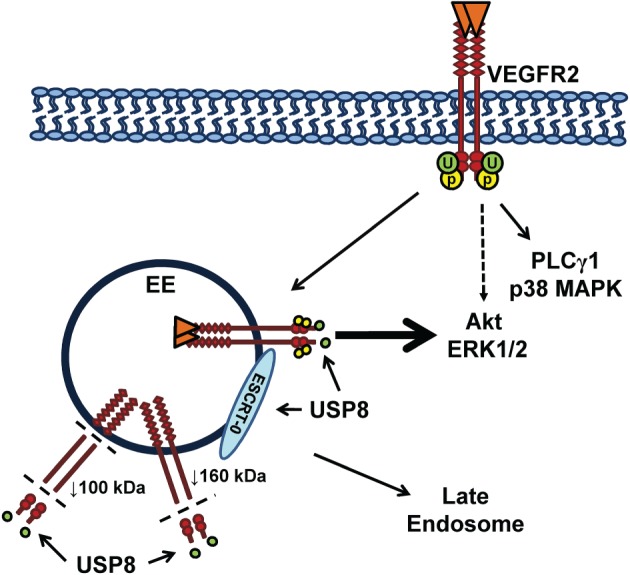 TRA-12341-FIG-0007-c