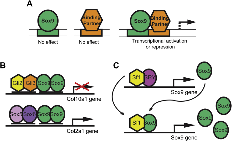 The versatile functions of Sox9 in development, stem cells, and human ...