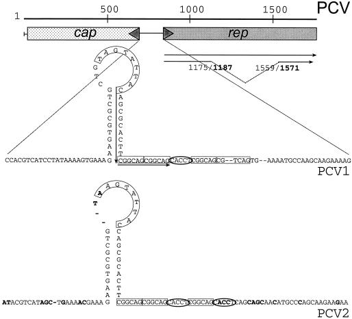 FIG. 1.