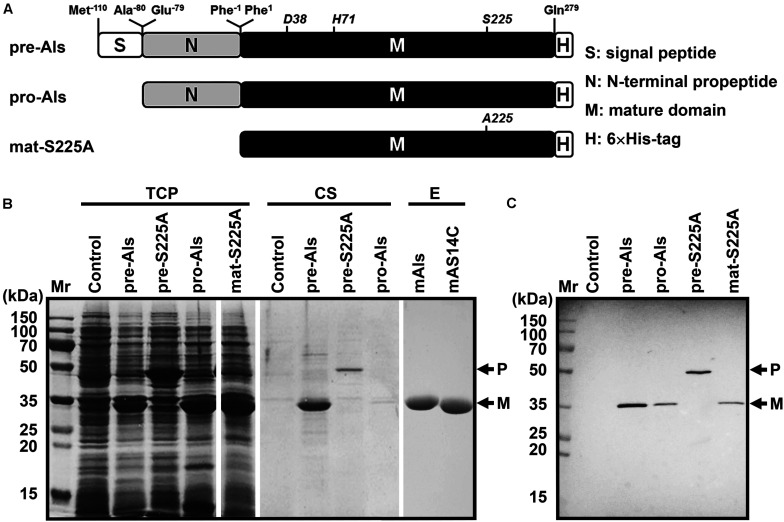 FIGURE 2