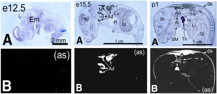 FIG. 1.