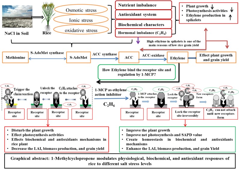 graphic file with name fpls-10-00124-ga001.jpg