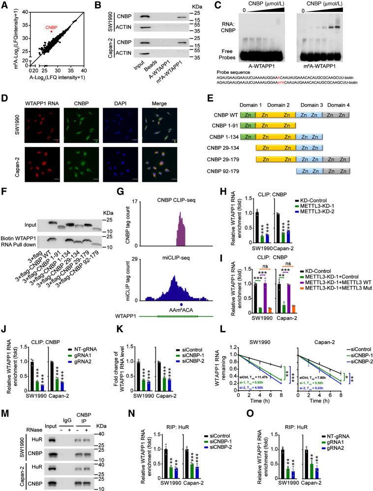 Figure 4. CNBP is a m6A mediator that stabilizes WTAPP1 RNA. A, Scatter plot of proteins in SW1990 and Capan-2 cells that bound to m6A-modified or nonmodified WTAPP1 probe, both of which were 50-bp oligonucleotides centering on WTAPP1 RNA m6A site. Unique peptide of ≥ 5 was selected as filter criterium. The diagonal line marks the middle values of x and y axes. The red point represents CNBP protein. B, Western blot analysis showed specific association of m6A-WTAPP1 RNA with CNBP identified by proteomic screening. C, Electrophoretic mobility shift assays of recombinant CNBP with m6A-modified or unmodified WTAPP1 RNA probes. The reactions were carried out with a constant level of probes and various amount of recombinant CNBP (0–10 μmol/L). D, Colocalization of WTAPP1 RNA and CNBP protein in cells shown by IF. Scale bars, 30 μm. E and F, Pull-down assays with in vitro–transcribed biotin-labeled WTAPP1 RNA showed binding of WTAPP1 RNA to whole CNBP or truncated CNBP. Schematic of the domain structures of CNBP protein is shown in E and Western blot analysis of FLAG-tagged full-length CNBP or truncated CNBP in 293T cells is shown in F. G, IGV snapshots showed the CNBP CLIP-seq and miCLIP-seq reads distribution on WTAPP1 RNA. Purple tracks are unique tag coverage of CNBP CLIP-seq and blue tracks are unique tag coverage of miCLIP-seq, respectively. Filled blue circle denotes miCLIP-called m6A site. H, The levels of CNBP bound to WTAPP1 RNA in PDAC cells with or without METTL3 knockdown. I, The levels of CNBP bound to WTAPP1 RNA in PDAC cells with METTL3 knockdown but restored by transfection with WT METTL3 or its mutant. J, Binding levels of CNBP with WTAPP1 RNA in PDAC cells cotransfected with dCas13b-ALKBH5 and NT-gRNA or sgRNAs. K and L, Comparison of WTAPP1 RNA level and its stability in cells with or without CNBP silence. M, Immunoprecipitation (IP) assays show CNBP and HuR interaction in PDAC cells. N, The levels of HuR bound to WTAPP1 RNA in cells with or without CNBP silence. O, The levels of HuR bound to WTAPP1 RNA in cells with dm6ACRISPR system. All data are mean ± SEM from three independent experiments. *, P < 0.05; **, P < 0.01; ***, P < 0.001; ns, not significant of Student t test.