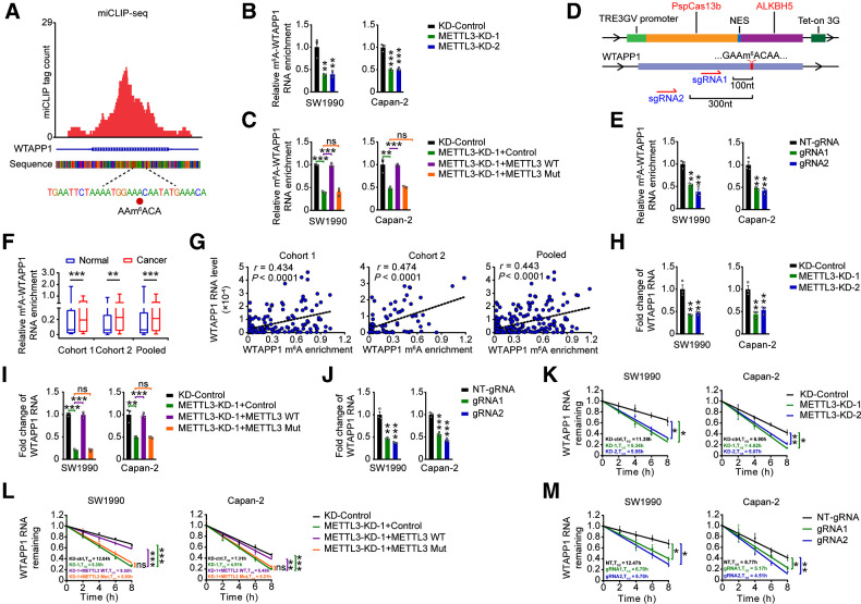 Figure 3. m6A modification increases WTAPP1 RNA level in PDAC. A, Identification of m6A site by miCLIP-seq in PDAC cells. The m6A residue was detected by cross-linking–induced mutation site in WTAPP1 RNA. Red tracks of miCLIP-seq are unique tag coverage and filled red circle denotes miCLIP-called m6A site. B, Effects of METTL3 knockdown on the levels of m6A-WTAPP1 RNA in PDAC cells. m6A-WTAPP1 RNA was detected by immunoprecipitation, followed by qRT-PCR analysis. C, m6A-WTAPP1 RNA levels in cells with METTL3-knockdown but transfected again with plasmids encoding WT METTL3 or its catalytic mutant (aa395–398, DPPW→APPA). D, Schematic representation of the domain organization of dCas13b-ALKBH5 expression cassette (top) and the positions of m6A site within WTAPP1 RNA and regions targeted by two gRNAs (bottom). E, m6A-WTAPP1 RNA levels in PDAC cells cotransfected with doxycycline-inducible dCas13b-ALKBH5 plasmid and NT-gRNA (control) or gRNAs with doxycycline pretreatment. F, m6A-WTAPP1 RNA levels in PDAC compared with paired nontumor tissues in the two cohorts and combined sample. Data displayed are minimum to maximum boxplots and difference was tested by Wilcoxon rank-sum test. G, Correlations between WTAPP1 RNA levels and their m6A levels in PDAC tumors of patients. The correlations were analyzed by Pearson test. H, Effects of METTL3 knockdown on WTAPP1 RNA levels in PDAC cells. I, WTAPP1 RNA levels in cells with METTL3 knockdown but transfected with plasmids encoding wild-type METTL3 or its catalytic mutant. J, WTAPP1 RNA levels in PDAC cells cotransfected with doxycycline-inducible dCas13b-ALKBH5 plasmid and NT-gRNA (control) or gRNAs with doxycycline pretreatment. K, Half-life of WTAPP1 RNA in cells with METTL3 knockdown. L, Half-life of WTAPP1 RNA in cells with METTL3 knockdown but transfected with plasmids encoding WT METTL3 or its catalytic mutant. M, WTAPP1 RNA stability in PDAC cells cotransfected with doxycycline-inducible dCas13b-ALKBH5 plasmid and NT-gRNA (control) or gRNAs with doxycycline pretreatment. Student t tests were used to examine the difference between two means unless specifically indicated. *, P < 0.05; **, P < 0.01; ***, P < 0.001; ns, not significant.