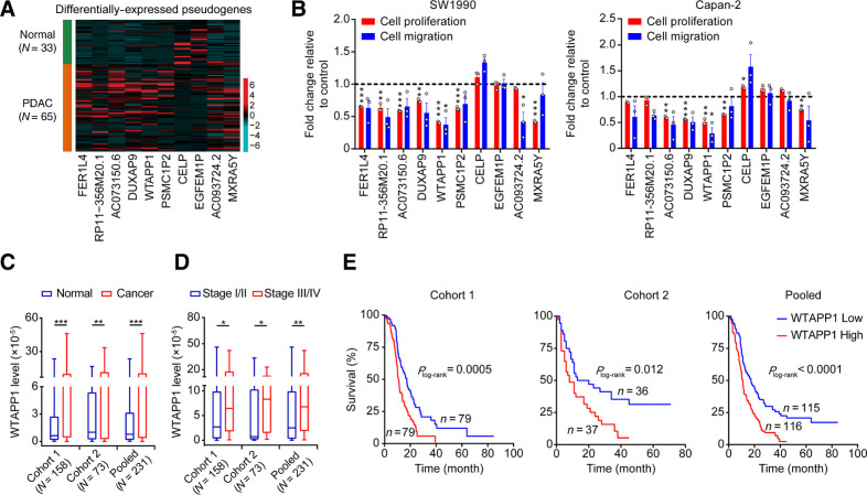 Figure 1. WTAPP1 is overexpressed in PDAC and is associated with PDAC-cell phenotypes and clinical outcomes. A, Heatmap of the 10 top differentially expressed pseudogenes in 65 PDAC-tumor and 33 normal tissue samples (All FDR <0.05). Red (higher expression) or blue (lower expression) represents the normalized expression value of indicated pseudogenes. B, Real-time analysis of proliferation and migration of SW1990 and Capan-2 cells at time point of 96 hours (proliferation) and 18 hours (migration), which were treated with negative-control RNA or siRNA of selected 10 top differentially expressed pseudogenes. Data are mean ± SEM from three independent experiments. *, P < 0.05; **, P < 0.01; ***, P < 0.001 of Student t test. C and D, Expression levels of WTAPP1 RNA in surgically removed PDAC samples compared with paired nontumor tissue samples (C) and in advanced III/IV stages compared with early I/II stages (D) in two cohorts and combined sample. *, P < 0.05; **, P < 0.01; ***, P < 0.001 of Wilcoxon rank-sum tests in C and Mann–Whitney tests in D. E, Kaplan–Meier estimates of survival time in two PDAC patient cohorts and combined sample by different WTAPP1 RNA levels in tumors with HR = 1.84 [95% confidence interval (CI) = 1.29–2.64] for Cohort 1; HR = 1.89 (95% CI = 1.11–3.21) for Cohort 2; and HR = 1.88 (95% CI = 1.40–2.53) for combined sample.