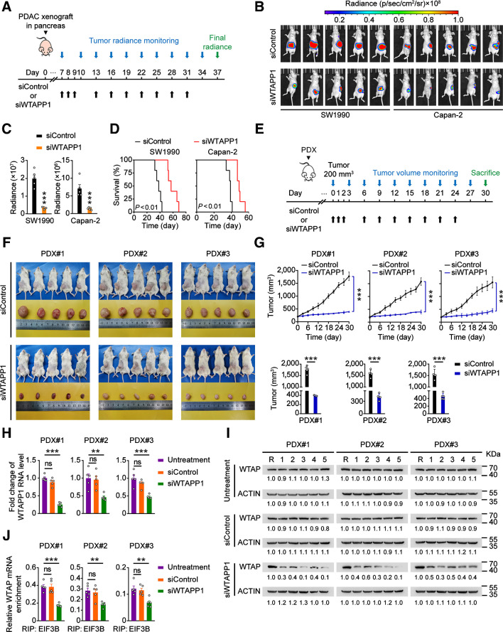 Figure 7. WTAPP1 RNA is a therapeutic target in mouse PDAC xenografts. A, Timeline schematic for treatment of mice carrying PDAC xenograft in the pancreas with siWTAPP1. Colored arrows indicate the times when different events occurred. B and C, Administration of siWTAPP1 via tail vein significantly suppressed tumor growth and metastasis. Shown are the radiant images of xenograft in mice (N = 5; B) and tumor growth rate expressed as radiance intensity (C). D, Survival times of mice treated with or without siWTAPP1. E, Timeline schematic for treatment of mice with PDX. Colored arrows indicate the times when different events occurred. F, Shown are the images of PDXs from three patients in 5 mice. G, Tumor growth curves (top) and tumor volumes in the end of experiment (bottom), with administration of siWTAPP1 via tail vein. H–J, Effects of siWTAPP1 treatment on WTAPP1 RNA level determined by qRT-PCR (H), WTAP protein level analyzed by Western blotting (I), and the ability of EIF3B bound to WTAP mRNA detected by EIF3B RIP-qPCR (J). R in I stands for the same positive reference sample for loading adjustment on each gel. Each protein band was semiquantified by gray density and the value for each band is relative to density of corresponding band of R. Data in G represent mean ± SD and other measurements are mean ± SEM. **, P < 0.01; ***, P < 0.001; ns, not significant of Student t test.