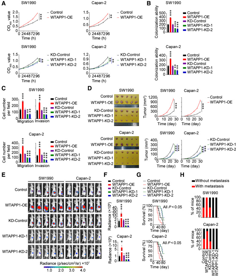 Figure 2. WTAPP1 promotes malignant phenotypes of PDAC in vitro and in vivo. A–C, Effects of WTAPP1 overexpression or knockdown on PDAC-cell proliferation (A), colony formation (B), and migration or invasion (C). Data are mean ± SEM from at least three independent experiments. D, Effects of WTAPP1 expression change on subcutaneous PDAC xenograft growth in mice. Images of xenograft tumors (left) and tumor growth curves over time (right). Data represent mean ± SEM (N = 5). E and F, Effects of WTAPP1 expression change on the growth of PDAC xenograft transplanted in mouse pancreas. Luminescence images (E) and quantification (F) of radiance intensity. Data represent mean ± SEM. G, Effect of WTAPP1 expression change on survival time of mice with PDAC xenograft in the pancreas (N = 8). H, Percentage of mice with or without metastasis in each group (N = 8). All statistical examinations in this figure are Student t tests unless specified. *, P < 0.05; **, P < 0.01; ***, P < 0.001.