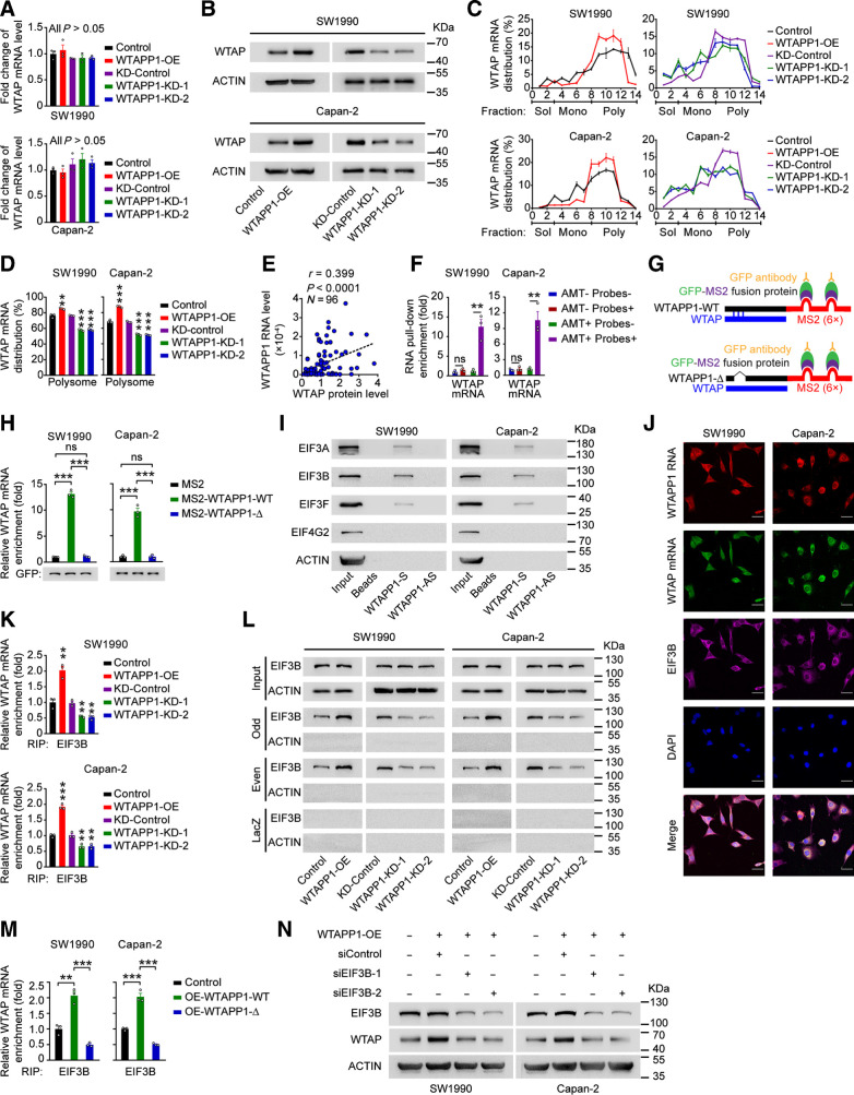 Figure 5. WTAPP1 RNA promotes WTAP translation through interacting with WTAP mRNA to recruit EIF3 complex. A, WTAP mRNA levels in PDAC cells with WTAPP1 expression change. B, Western blot analysis of the change of WTAP protein levels in cells with WTAPP1 overexpression or knockdown. C and D, Polysome fraction analysis in cells with WTAPP1 expression change. The level of WTAP mRNA in each gradient fraction was measured by qRT-PCR and plotted as a percentage of total WTAP mRNA level in that sample (C). The translational activity associated with each fraction is indicated as untranslated (Sol, soluble), moderately translated (Mono, monosome), and actively translated (Poly, polysome). Polysome fractions are shown as bar graphs in D. E, Pearson correlation of the WTAPP1 RNA and WTAP protein levels in PDAC tissues (N = 96). F, Enrichment of WTAP mRNA in RNA pull-down with WTAPP1 RNA from PDAC cells. Biotinylated WTAPP1 RNA probes were incubated with AMT-crosslinked or untreated RNA, the interaction with WTAPP1 was quantified by qRT-PCR. G, Schematic diagram of MS2-RIP assay. Full length (WTAPP1-WT; top) or binding sites–deleted WTAPP1 (WTAPP1-Δ, bottom) linked to the MS2 fragments. H, MS2-RIP assay shows the levels of WTAP mRNA bound to WTAPP1 RNA in cells with ectopic expression of WT WTAPP1 (MS2-WTAPP1-WT) or WTAPP1 with binding sites deletion (MS2-WTAPP1-Δ). I, Western blot showed proteins identified by MS in RNA pull-down assay with biotinylated WTAPP1 sense or antisense probes. J, Colocalization of WTAPP1 RNA, WTAP mRNA, and EIF3B protein revealed by IF assays. Scale bars, 30 μm. K, The levels of EIF3B bound to WTAP mRNA in cells with WTAPP1 expression change. L, ChIRP assays showed proteins retrieved by WTAP mRNA probes labeled with biotin and divided into the odd or even group. After incubation with streptavidin beads, proteins were analyzed by Western blot. LacZ served as the probe negative control while β-ACTIN served as retrieved-protein negative control. M, The levels of EIF3B bound to WTAP mRNA in cells with ectopic expression of WT WTAPP1 or binding sites–deleted WTAPP1. N, Western blot analysis of the WTAP protein level in PDAC cells with WTAPP1 overexpression and EIF3B silence. All measurement data are from three independent experiments and are represented as mean ± SEM. Student t test was used except for the correlation analysis (E), which was Pearson test. *, P < 0.05; **, P < 0.01; ***, P < 0.001; ns, not significant.