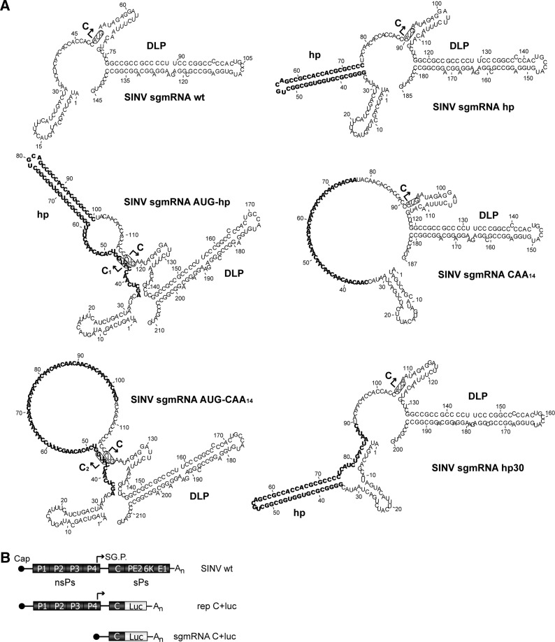 FIGURE 1.