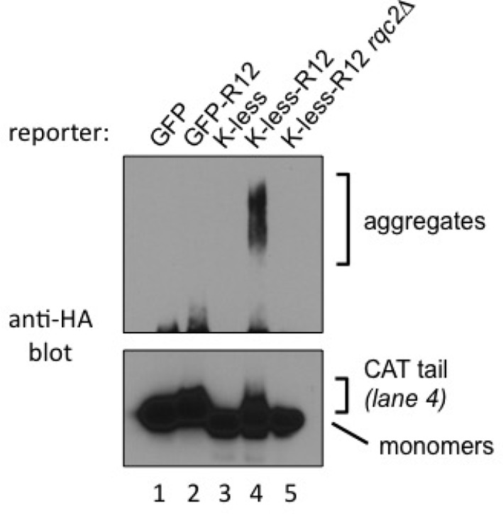 Figure 4—figure supplement 1.