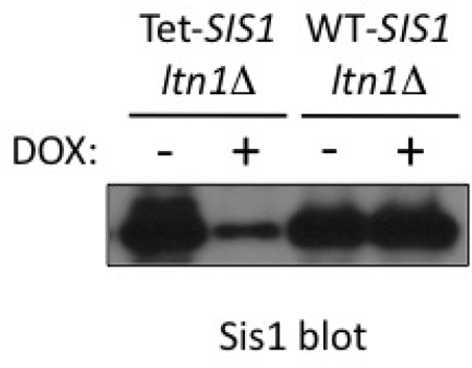 Figure 3—figure supplement 2.