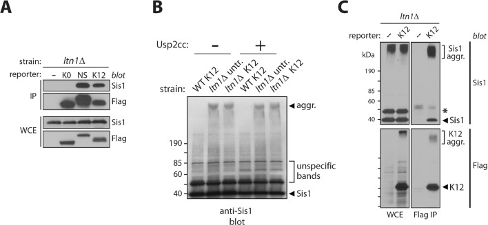 Figure 3—figure supplement 1.