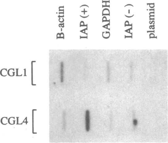 graphic file with name pnas01029-0016-a.jpg