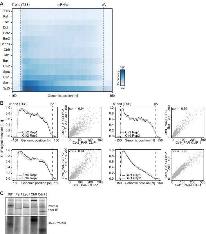 Figure 1—figure supplement 1.