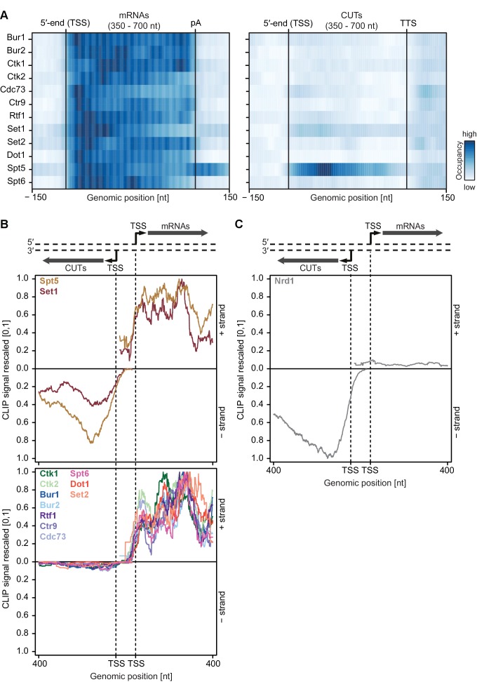 Figure 4—figure supplement 1.