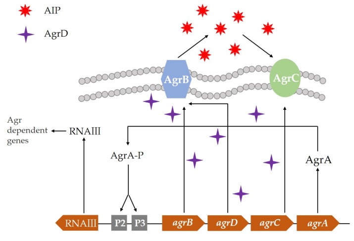 Figure 2