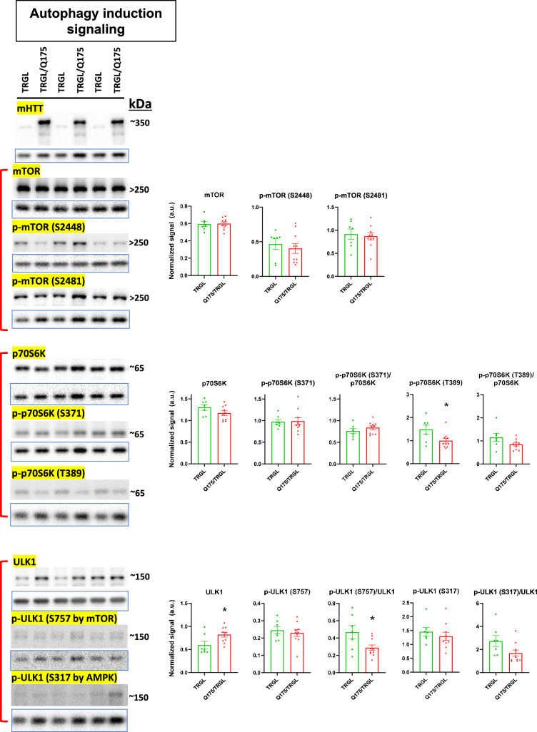 Figure 3—figure supplement 1.