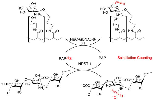 Scheme 3