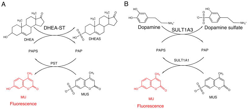 Scheme 5