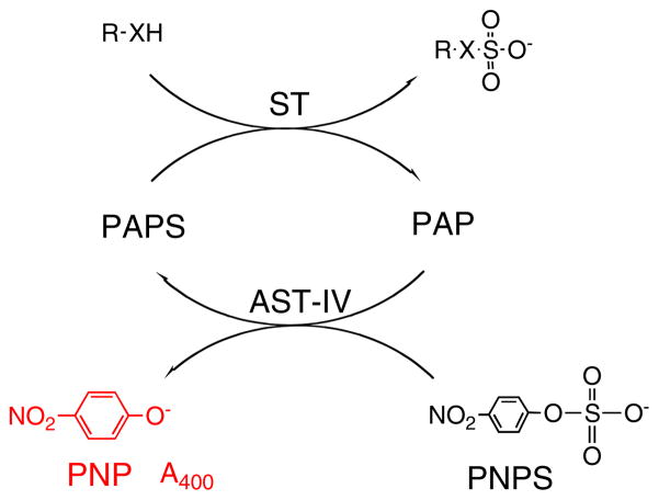 Scheme 4