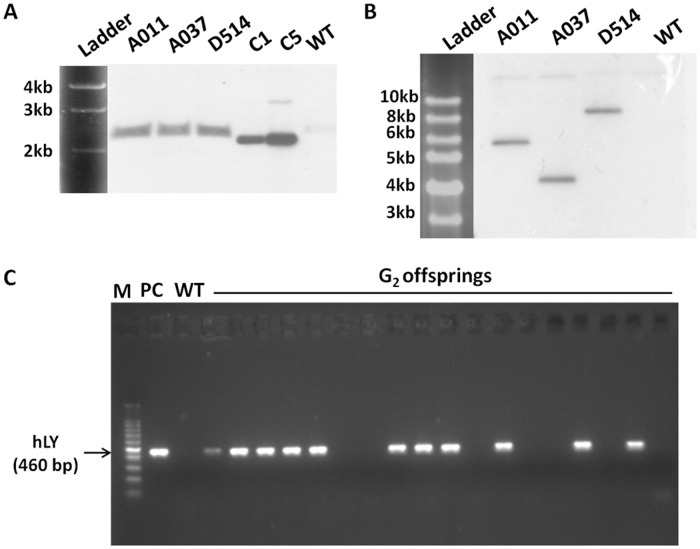 Fig 4