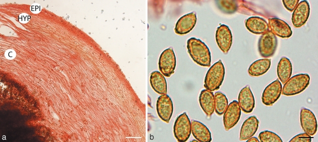 Fig. 16