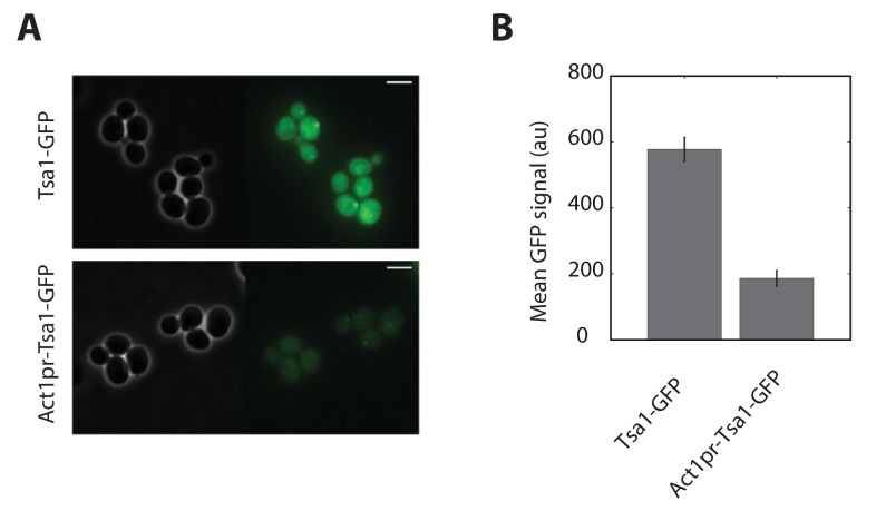 Figure 5—figure supplement 1.