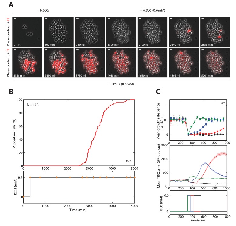 Figure 2—figure supplement 2.