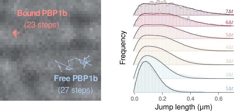 Figure 4—figure supplement 1.