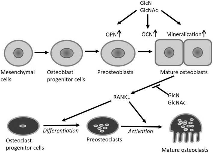 FIGURE 4