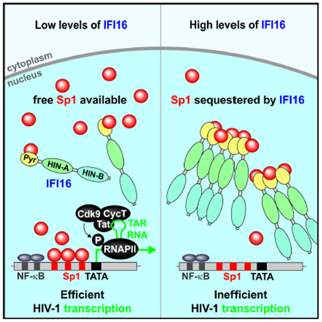 graphic file with name nihms-1529562-f0008.jpg