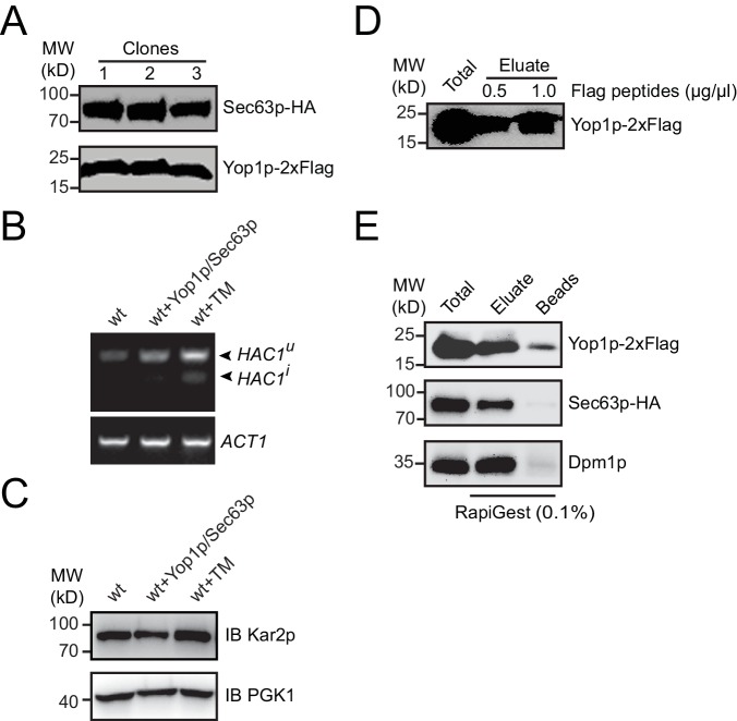 Figure 1—figure supplement 1.